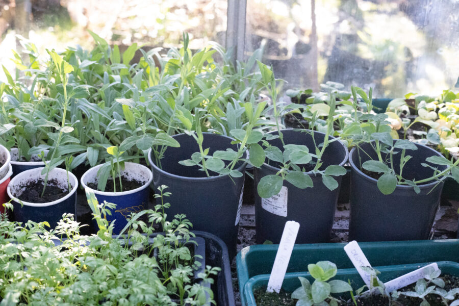 How to grow cut flowers