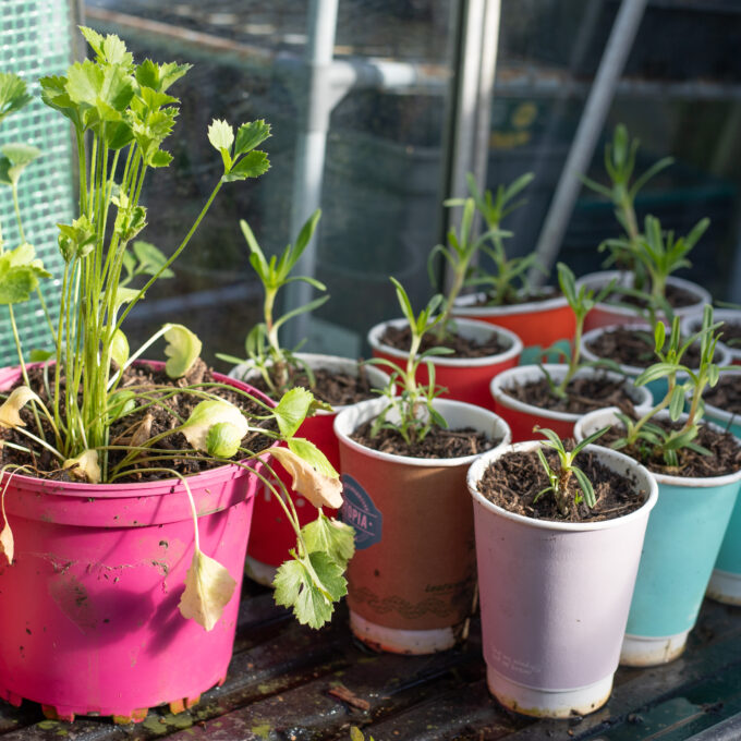 The Cutting Garden : March 2026