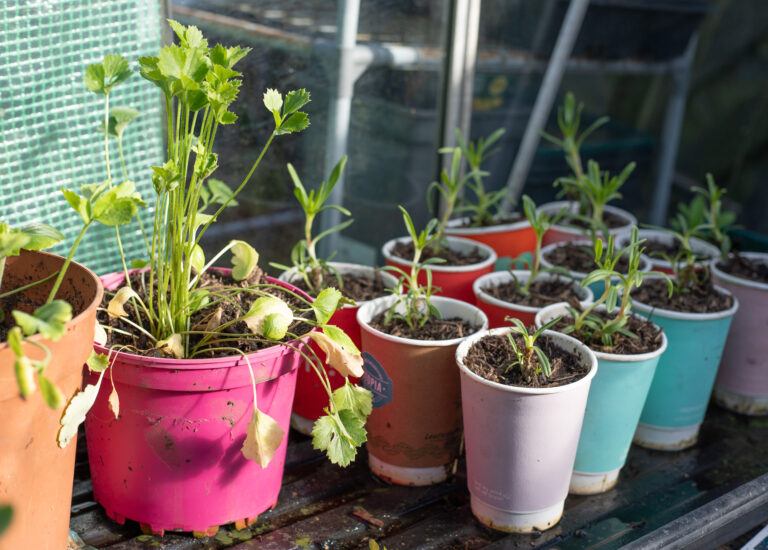 The Cutting Garden : March 2026