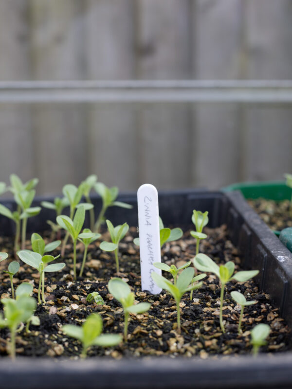 What seeds to sow in May