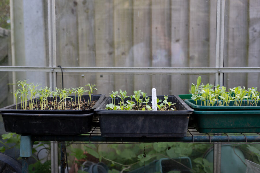 What seeds to sow in May
