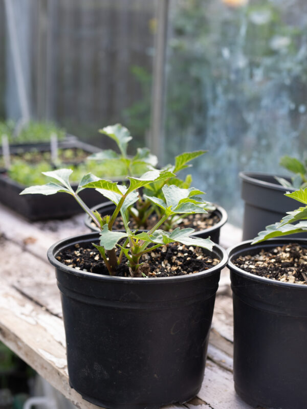 What seeds to sow in May