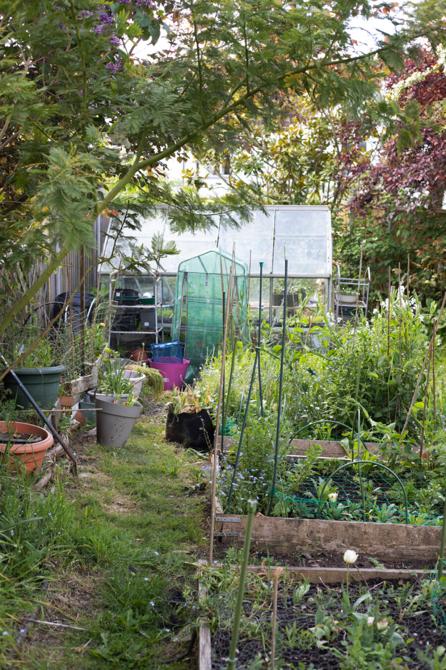 An urban English cut flower farm
