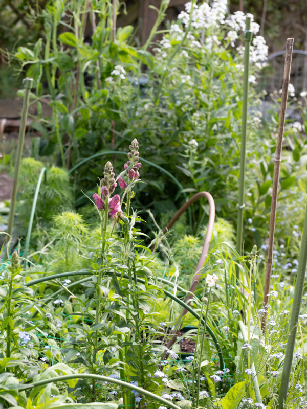 A British Cutting Garden in May