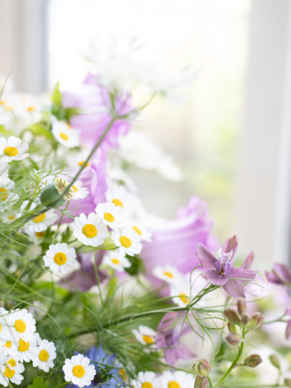 Campanula: Favourite Flowers of 2026 (so far)