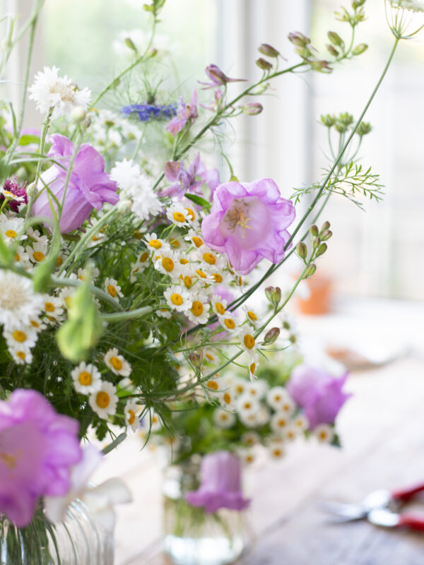 Campanula: Favourite Flowers of 2026 (so far)