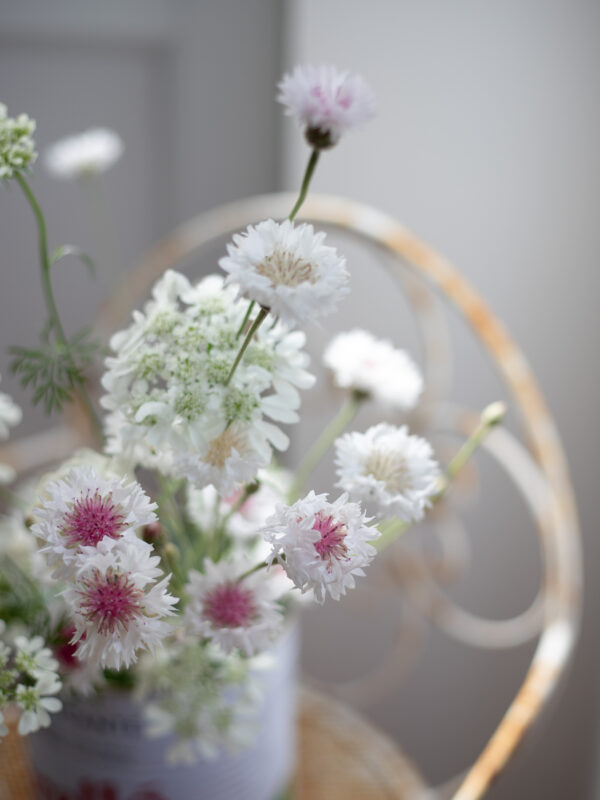 Cornflower Snow Man - Favourite Flowers of 2026 (so far)