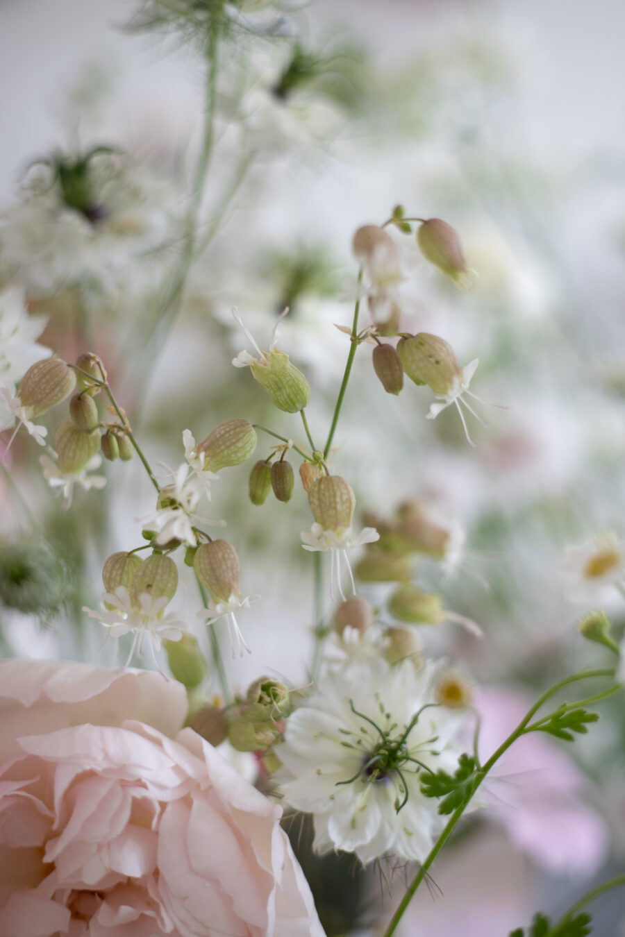 Bladder Campion - Favourite Flowers of 2026 (so far)