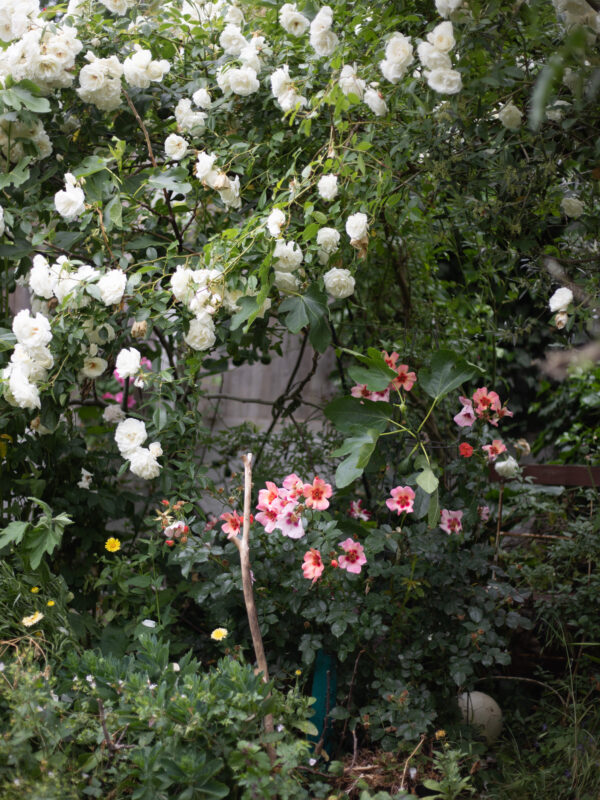 The June cutting garden