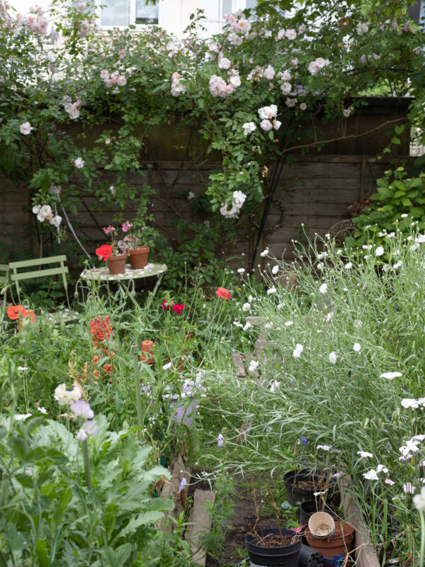 Cut flower Beds - the June Cutting Garden