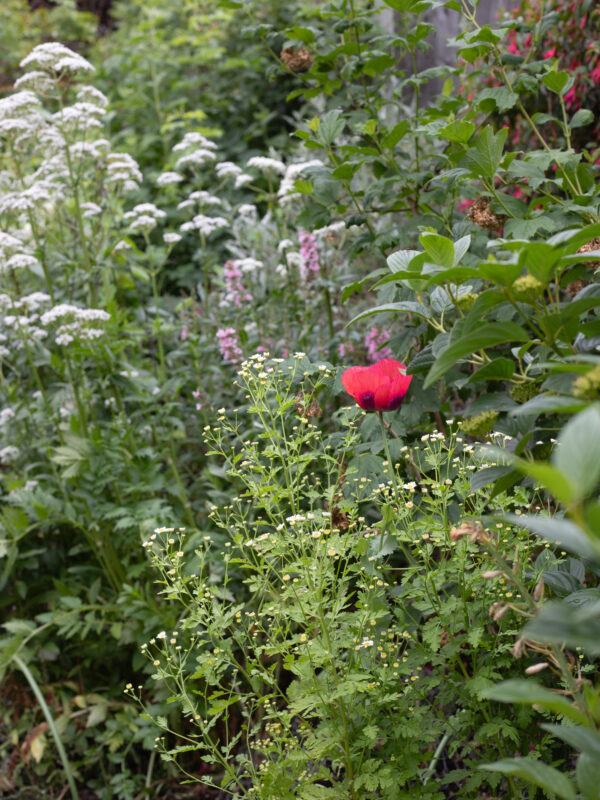 The June Cutting Garden
