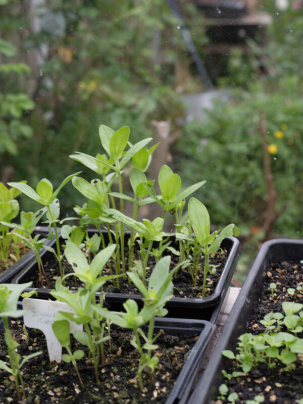 Zinnia - the June Cutting Garden