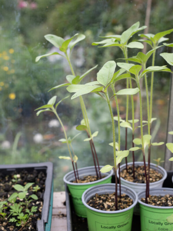 Sunflowers - the June Cutting Garden