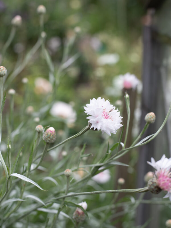 Cornflowers - the June Cutting Garden