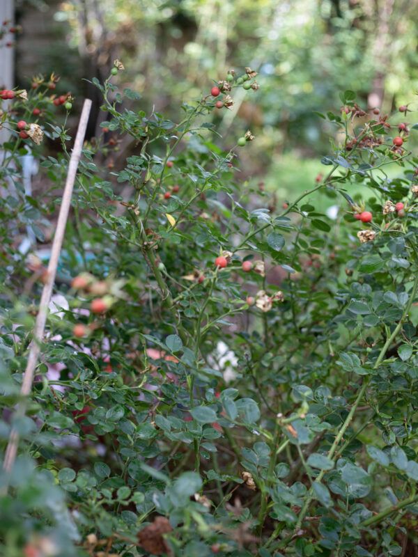 The Cutting Garden : An end of summer catch up