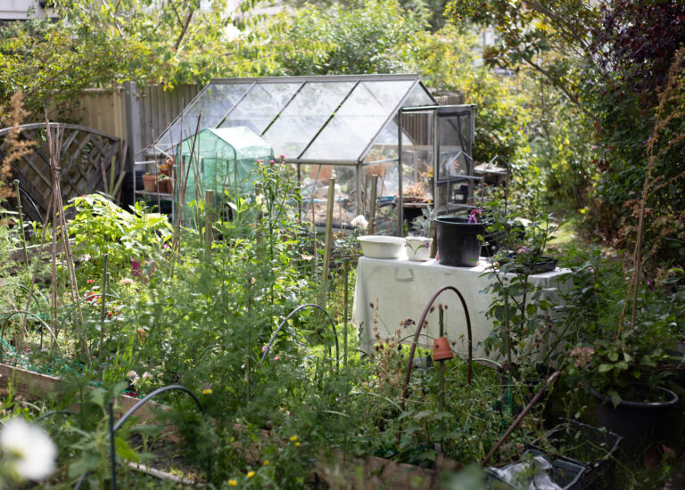 The Cutting Garden : An end of summer catch up