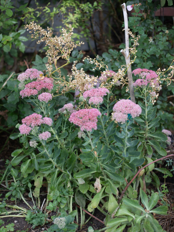The Cutting Garden : An end of summer catch up