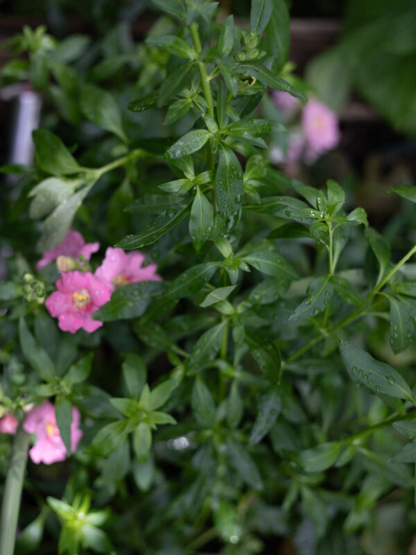 The Cutting Garden : An end of summer catch up