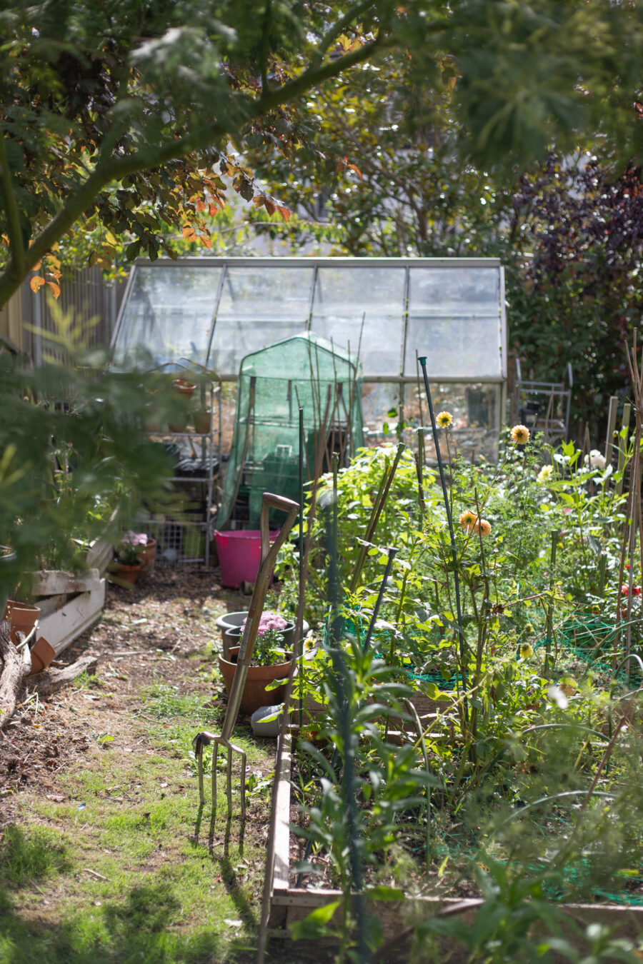 The Cutting Garden : An end of summer catch up