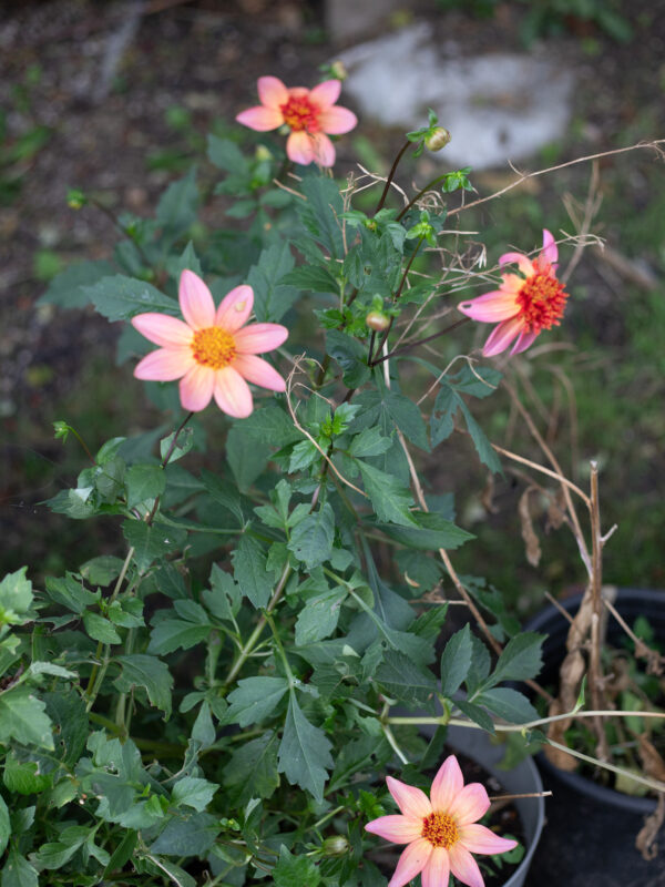 The Cutting Garden : An end of summer catch up