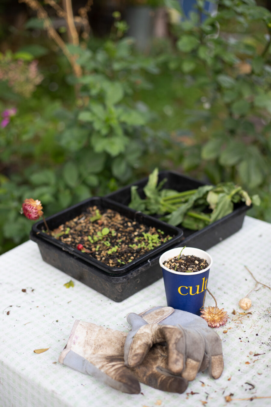 The Cutting Garden : Autumn seeds to sow for Spring