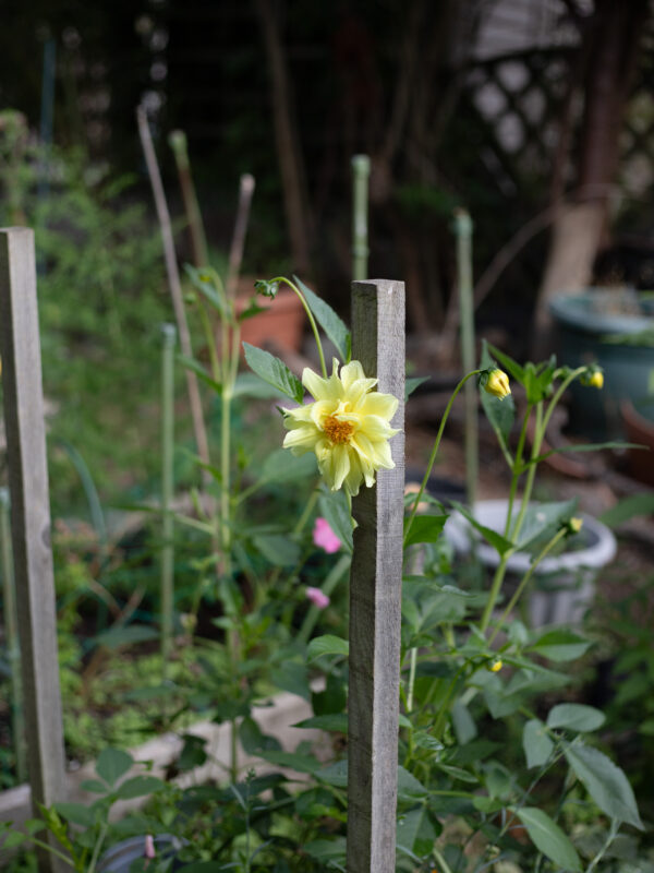 The Cutting Garden : An end of summer catch up